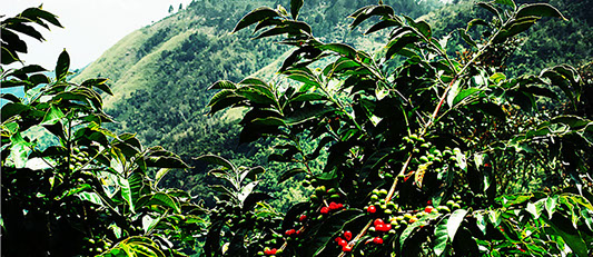 Coffee Plantation Jamaica