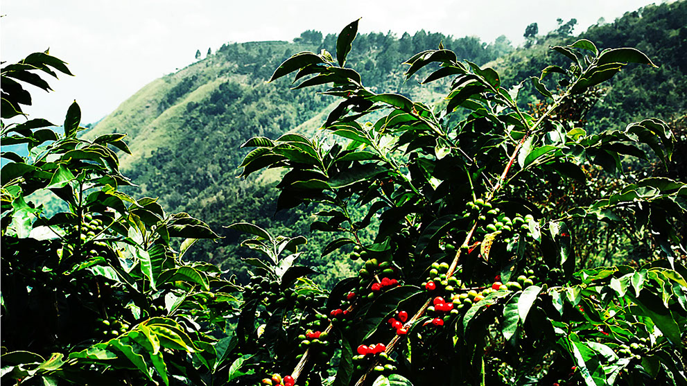Coffee Plantation Tours in Jamaica